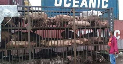 ASF in Carcar City: Cebu, Negros Occidental, Bacolod ban pork .